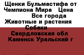 Щенки Бульмастифа от Чемпиона Мира › Цена ­ 1 000 - Все города Животные и растения » Собаки   . Свердловская обл.,Каменск-Уральский г.